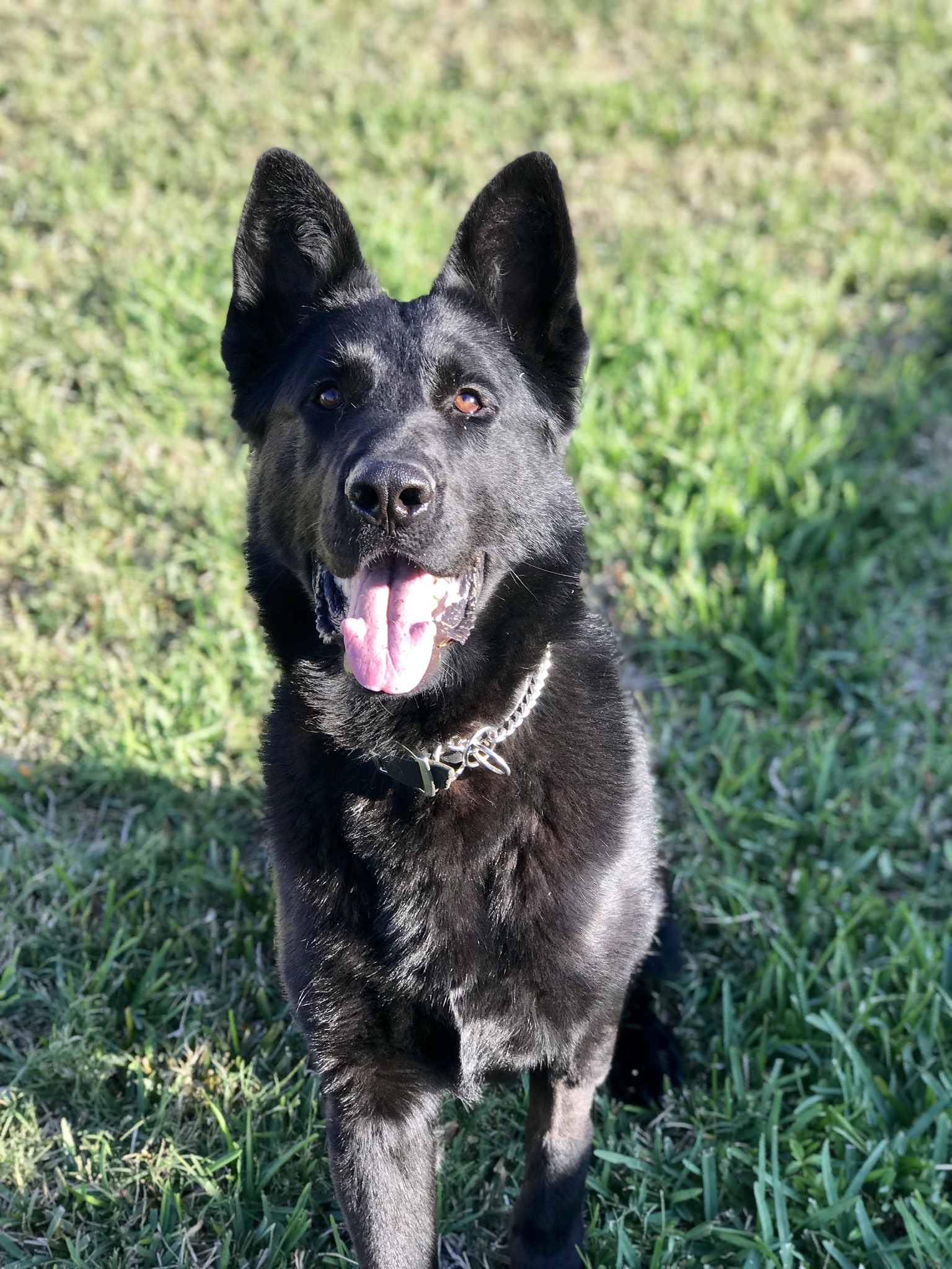 K9 Kylo